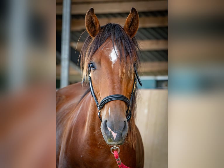 Shagya Araber Wallach 2 Jahre 157 cm Rotbrauner in Köhn