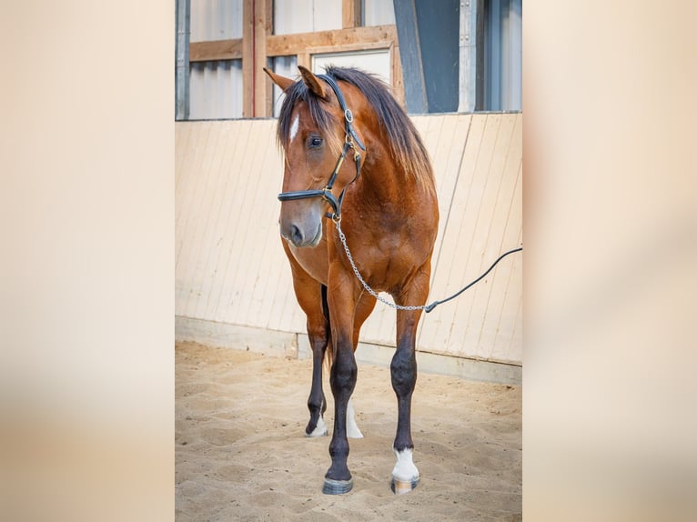 Shagya Araber Wallach 2 Jahre 157 cm Rotbrauner in Köhn
