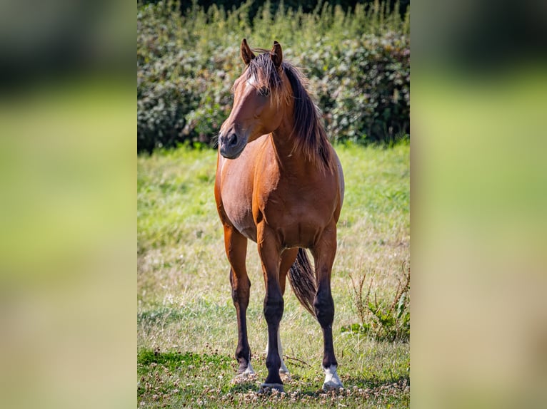Shagya Araber Wallach 2 Jahre 157 cm Rotbrauner in Köhn