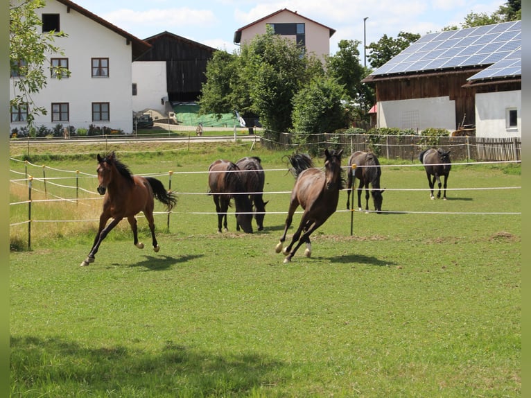 Shagya Araber Wallach 2 Jahre Brauner in Tiefenbach