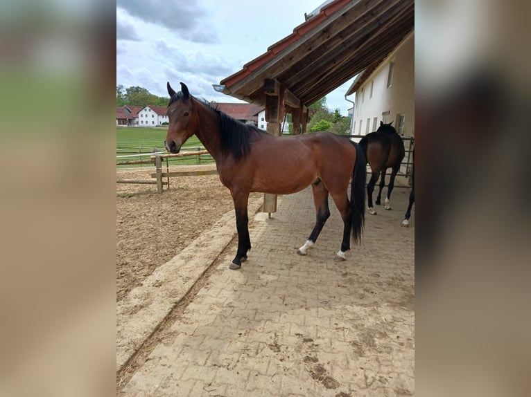 Shagya Araber Wallach 2 Jahre Brauner in Tiefenbach