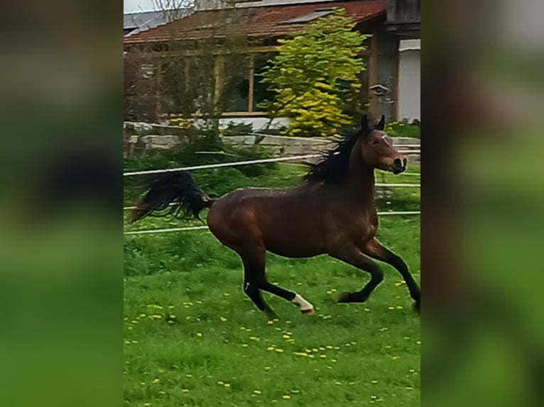 Shagya Araber Wallach 2 Jahre Brauner in Tiefenbach