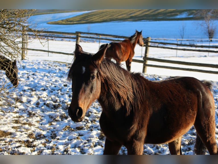 Shagya Araber Wallach 2 Jahre Brauner in Tiefenbach