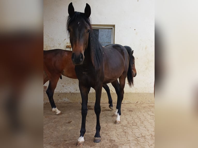 Shagya Araber Wallach 2 Jahre Brauner in Tiefenbach