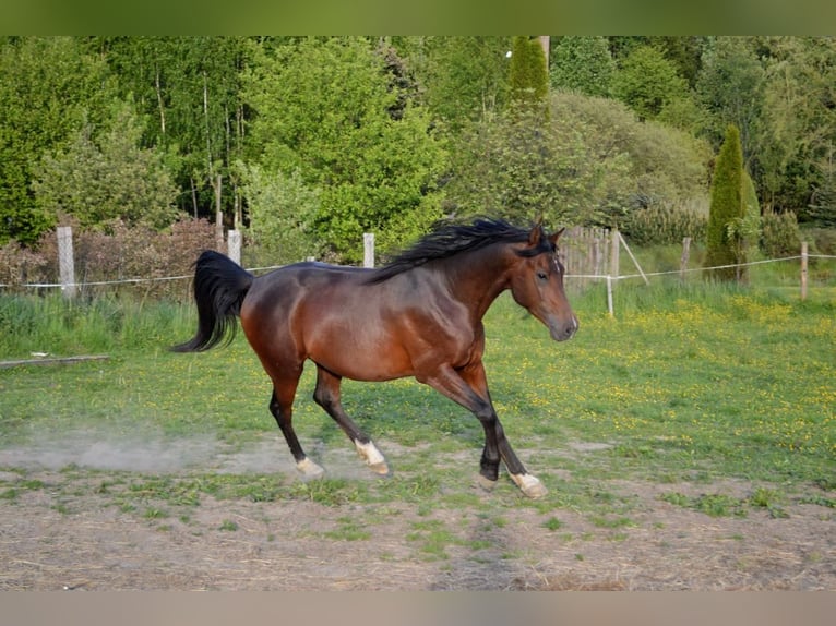 Shagya Araber Wallach 3 Jahre 151 cm Brauner in Fr&#xFD;dlant