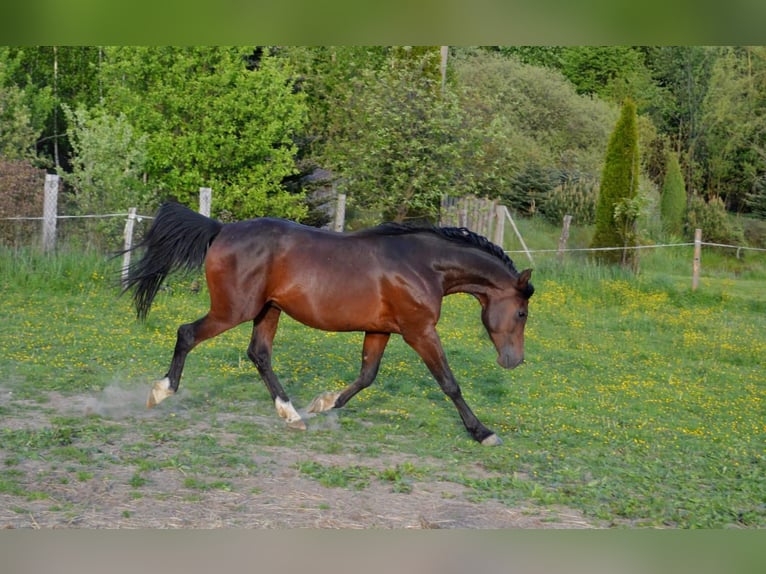 Shagya Araber Wallach 3 Jahre 151 cm Brauner in Fr&#xFD;dlant