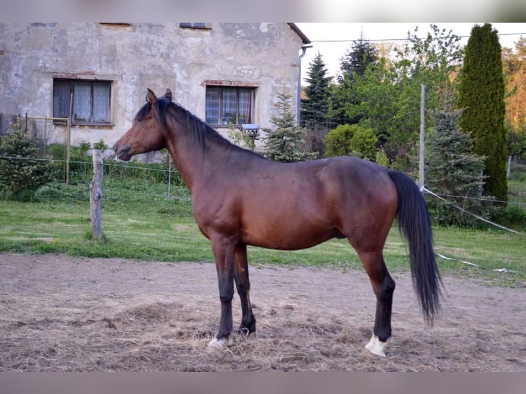 Shagya Araber Wallach 3 Jahre 151 cm Brauner in Fr&#xFD;dlant