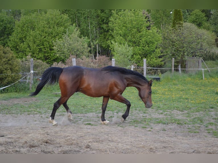 Shagya Araber Wallach 3 Jahre 151 cm Brauner in Fr&#xFD;dlant