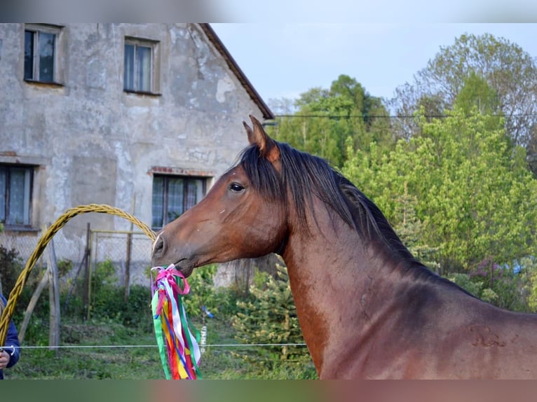 Shagya Araber Wallach 3 Jahre 151 cm Brauner in Fr&#xFD;dlant