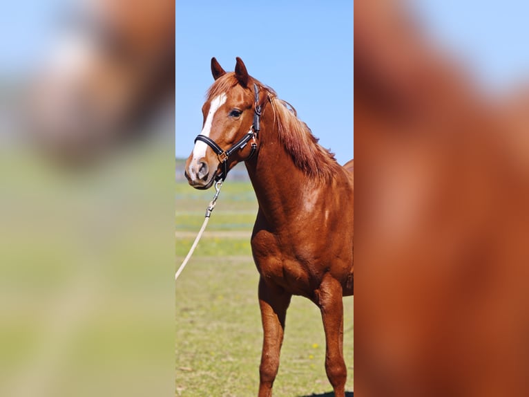 Shagya Araber Wallach 3 Jahre 154 cm Fuchs in plzen