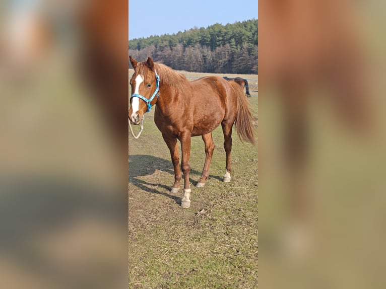 Shagya Araber Wallach 3 Jahre 154 cm Fuchs in plzen