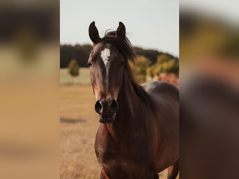 Shagya Araber Wallach 3 Jahre 157 cm Brauner in Sch&#xF6;nwalde-Glien OT Wansdorf