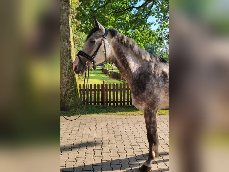 Shagya Araber Wallach 4 Jahre Apfelschimmel in Egestorf