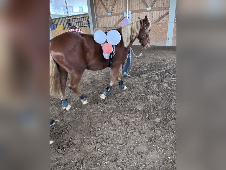 Shagya Araber Mix Wallach 5 Jahre 143 cm Fuchs in Vilshofen