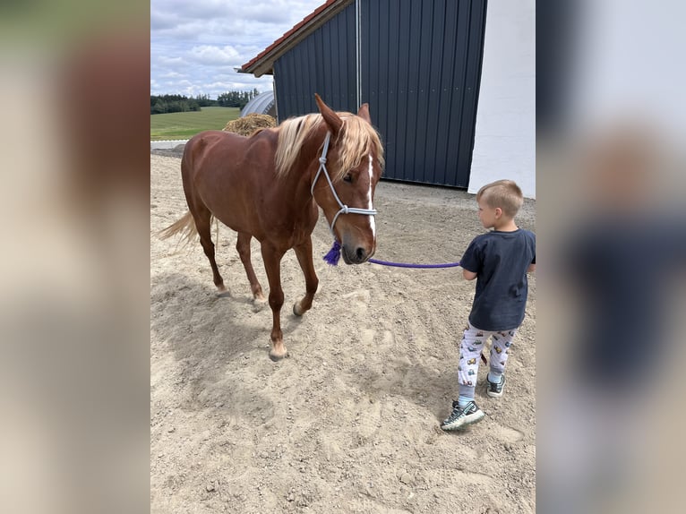 Shagya Araber Mix Wallach 5 Jahre 143 cm Fuchs in Vilshofen