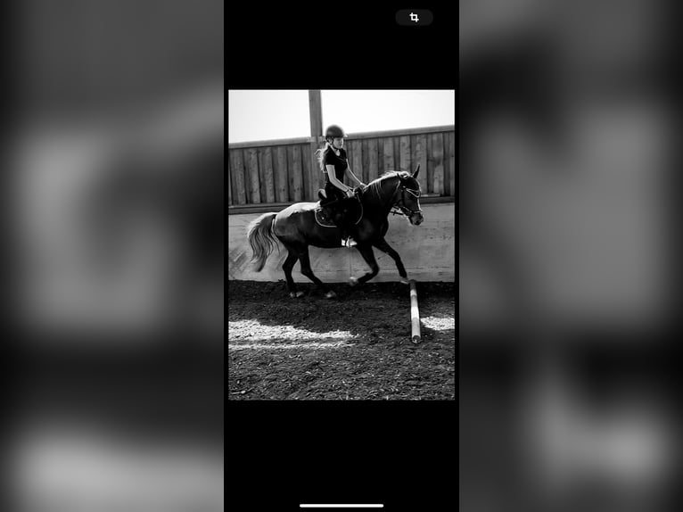Shagya Araber Mix Wallach 5 Jahre 143 cm Fuchs in Vilshofen