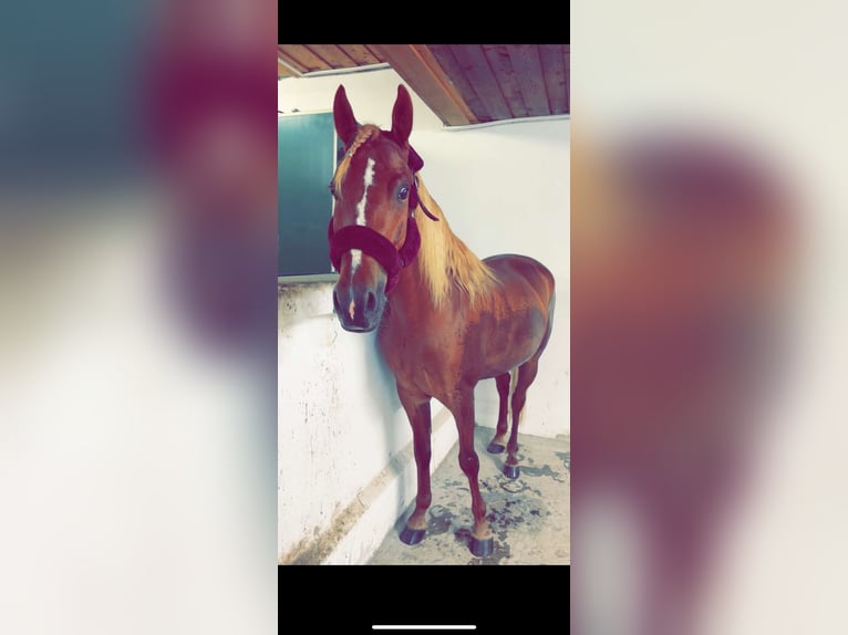 Shagya Araber Mix Wallach 5 Jahre 143 cm Fuchs in Vilshofen