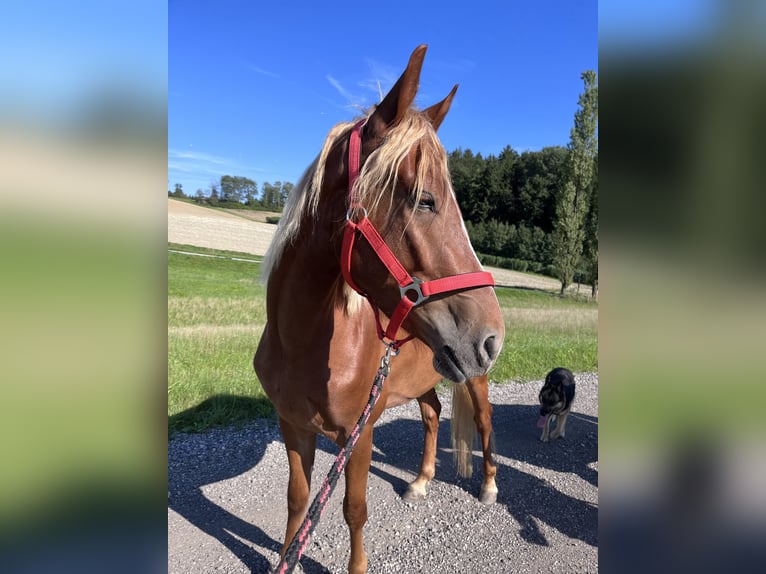 Shagya Araber Mix Wallach 5 Jahre 143 cm Fuchs in Vilshofen