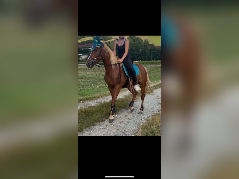 Shagya Araber Mix Wallach 5 Jahre 143 cm Fuchs in Vilshofen