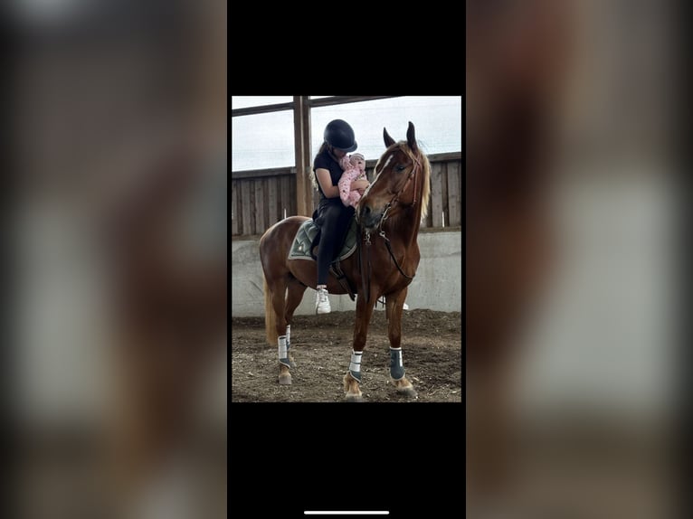 Shagya Araber Mix Wallach 5 Jahre 143 cm Fuchs in Vilshofen