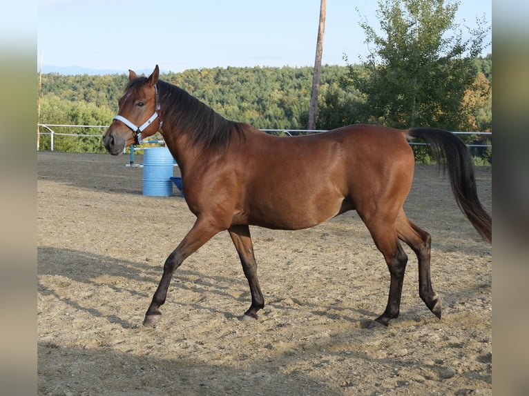 Shagya Araber Wallach 5 Jahre 153 cm Brauner in Neuhaus in der Wart