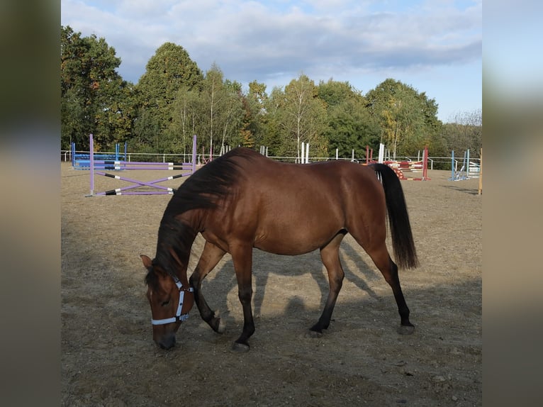 Shagya Araber Wallach 5 Jahre 153 cm Brauner in Neuhaus in der Wart