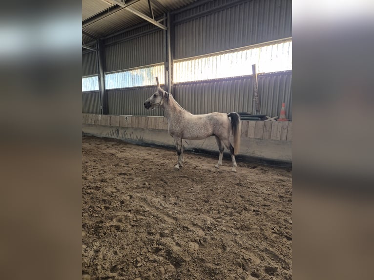 Shagya Araber Wallach 5 Jahre 153 cm Schimmel in Neupotz