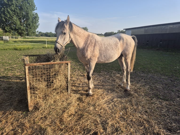 Shagya Araber Wallach 5 Jahre 153 cm Schimmel in Neupotz