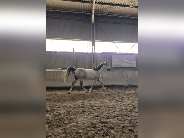 Shagya Araber Wallach 5 Jahre 153 cm Schimmel in Neupotz