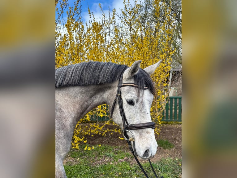 Shagya Araber Wallach 5 Jahre 154 cm Schimmel in Niederbösa