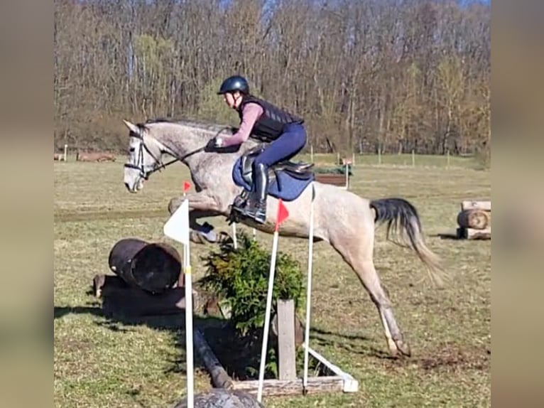 Shagya Araber Wallach 5 Jahre 154 cm Schimmel in Niederbösa