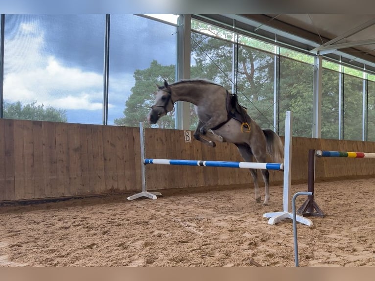 Shagya Araber Wallach 5 Jahre 157 cm Schimmel in Le&#x15B;ni&#xF3;w Wielki