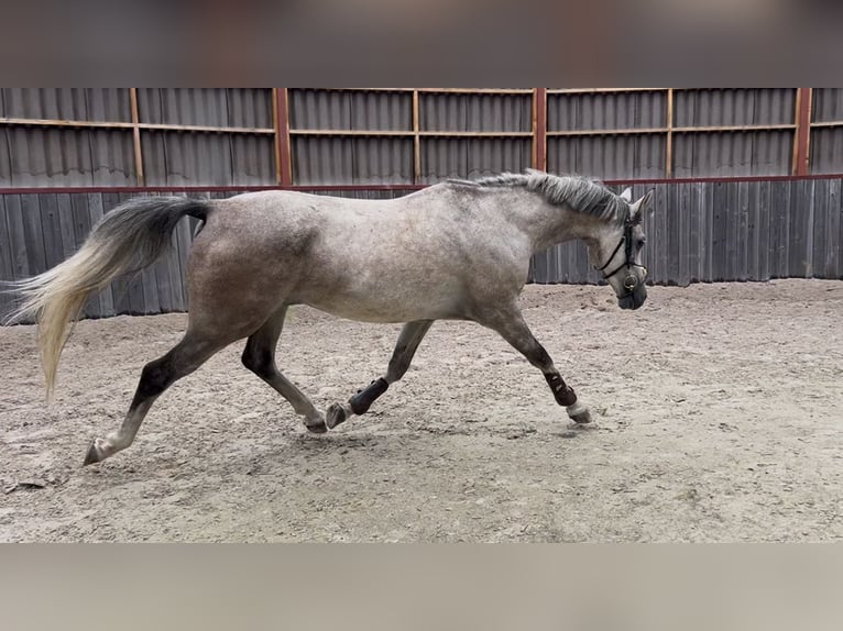 Shagya Araber Wallach 5 Jahre 157 cm Schimmel in Le&#x15B;ni&#xF3;w Wielki