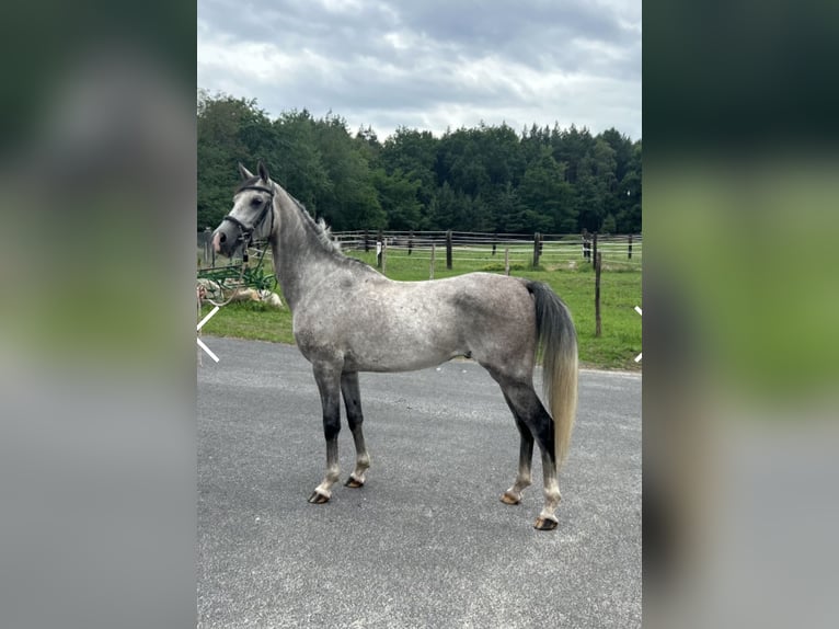 Shagya Araber Wallach 5 Jahre 157 cm Schimmel in Le&#x15B;ni&#xF3;w Wielki