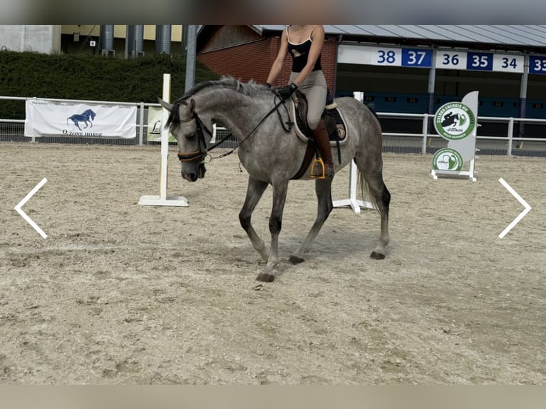 Shagya Araber Wallach 5 Jahre 157 cm Schimmel in Le&#x15B;ni&#xF3;w Wielki