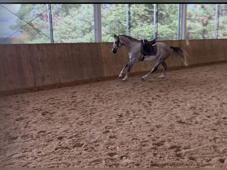 Shagya Araber Wallach 5 Jahre 157 cm Schimmel in Le&#x15B;ni&#xF3;w Wielki