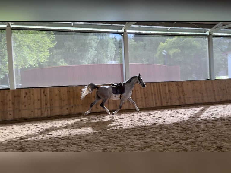Shagya Araber Wallach 5 Jahre 157 cm Schimmel in Le&#x15B;ni&#xF3;w Wielki