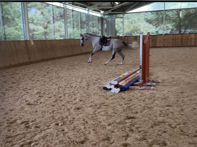 Shagya Araber Wallach 5 Jahre 157 cm Schimmel in Le&#x15B;ni&#xF3;w Wielki