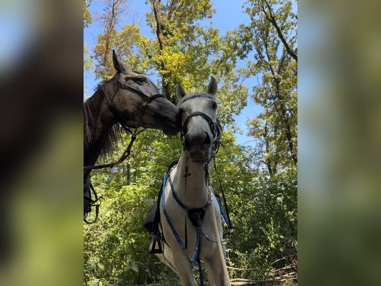 Shagya Araber Wallach 5 Jahre 168 cm Schimmel in Hantos