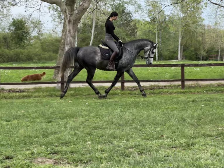 Shagya Araber Wallach 5 Jahre 168 cm Schimmel in Hantos