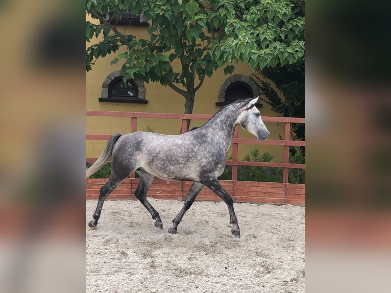Shagya Araber Wallach 5 Jahre 168 cm Schimmel in Hantos