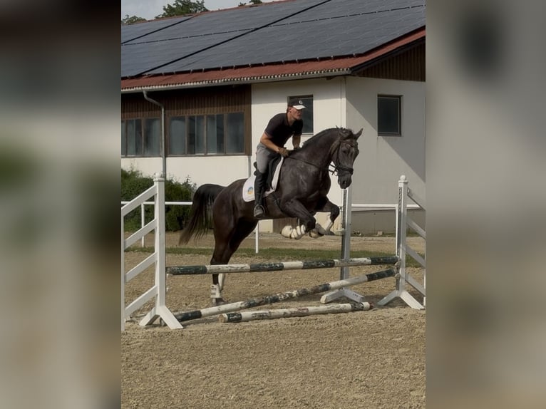 Shagya Araber Mix Wallach 5 Jahre Schimmel in Margarethen am Moos
