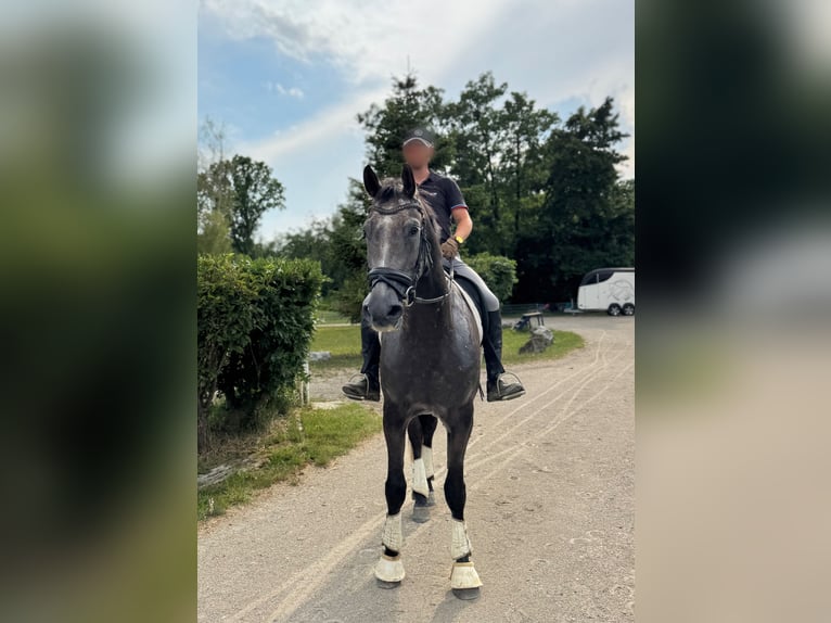 Shagya Araber Mix Wallach 5 Jahre Schimmel in Margarethen am Moos