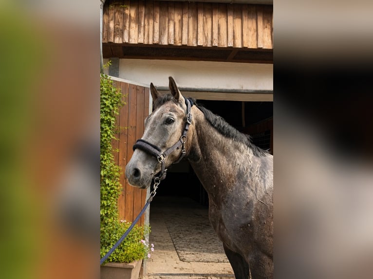 Shagya Araber Mix Wallach 5 Jahre Schimmel in Margarethen am Moos