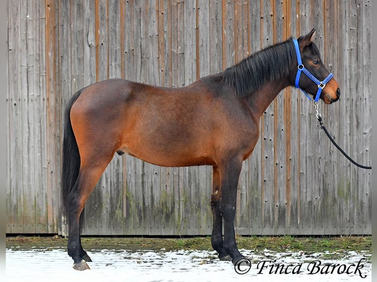 Shagya Araber Wallach 6 Jahre 150 cm Brauner in Wiebelsheim