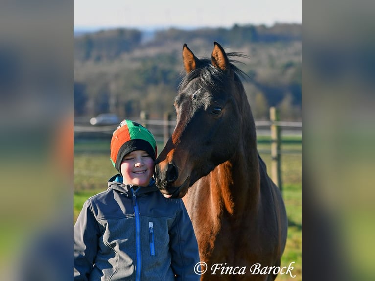 Shagya Araber Wallach 6 Jahre 150 cm Brauner in Wiebelsheim