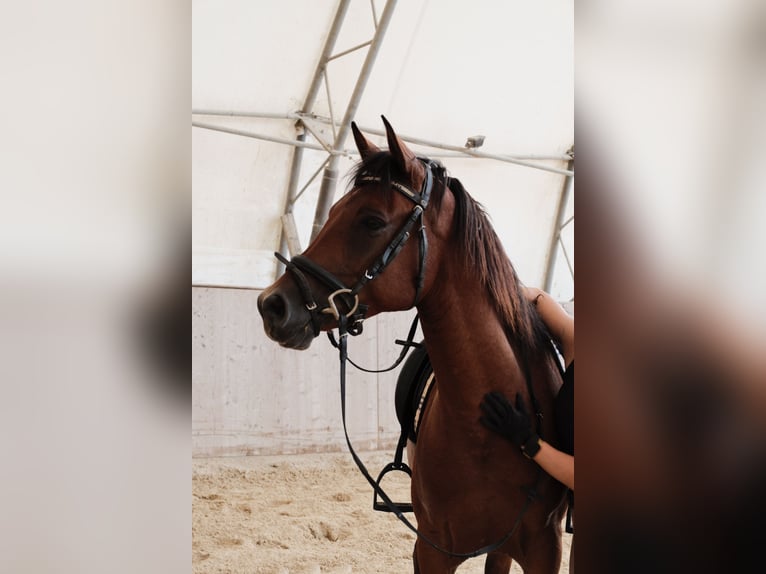 Shagya Araber Wallach 6 Jahre 153 cm Brauner in Neuhaus in der Wart