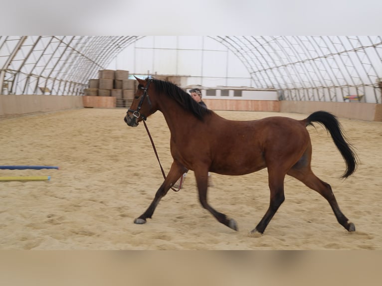 Shagya Araber Wallach 6 Jahre 153 cm Brauner in Neuhaus in der Wart