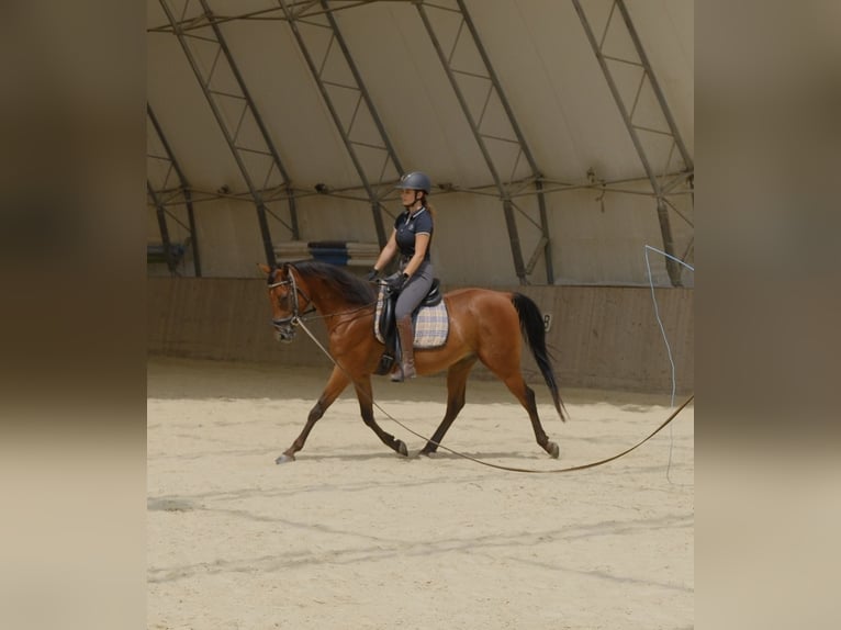 Shagya Araber Wallach 6 Jahre 153 cm Brauner in Neuhaus in der Wart