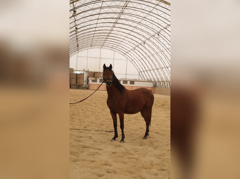 Shagya Araber Wallach 6 Jahre 153 cm Brauner in Neuhaus in der Wart